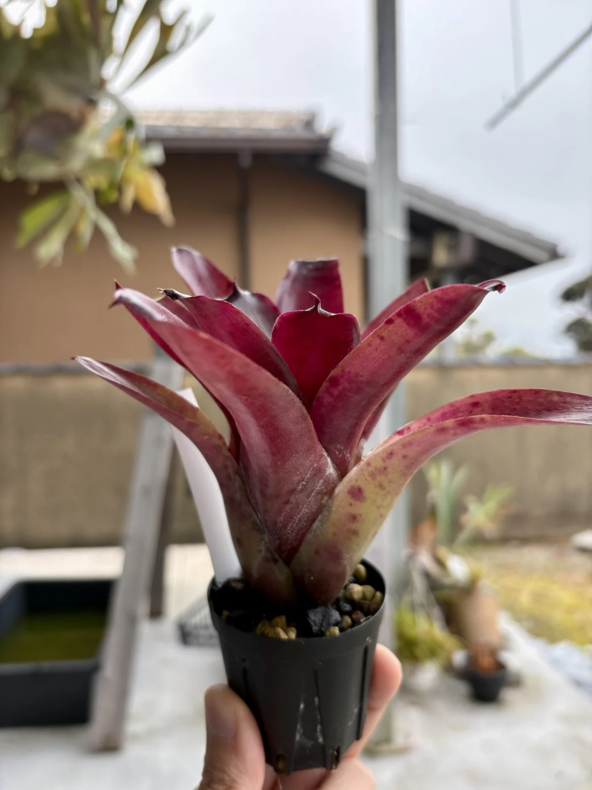 ネオレゲリア　ペサディラ