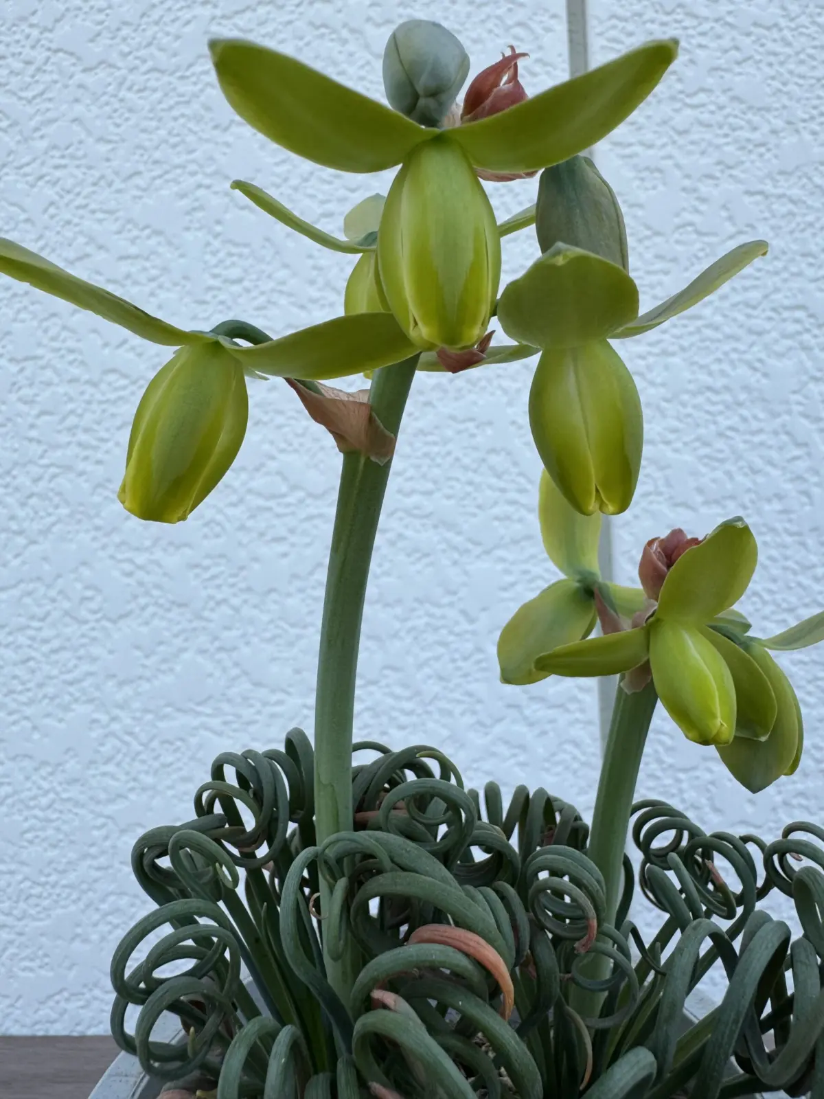 アルブカ スピラリス フリズルシズル 花