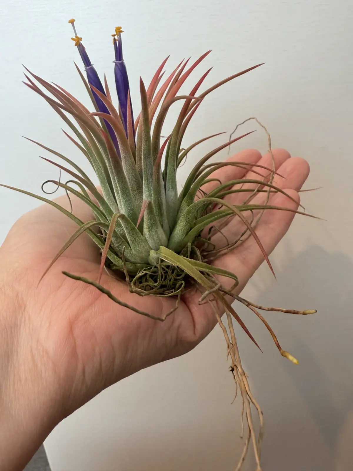 イオナンタルブラ　村長産ではない