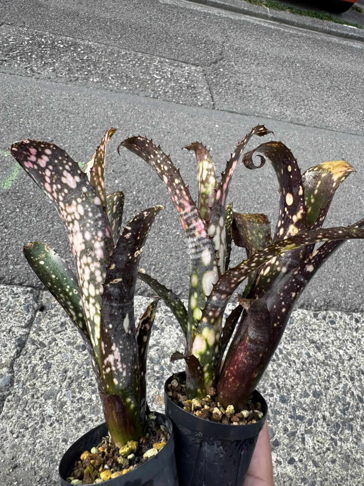 ビルベルギア　ハナホウ