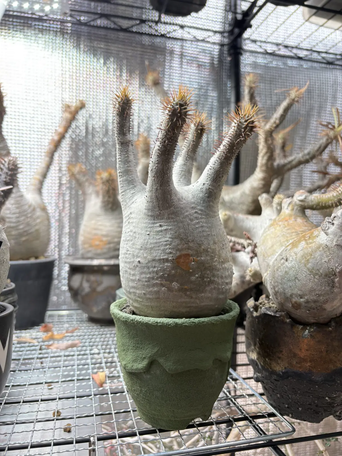 パキポディウム　グラキリス　現地球