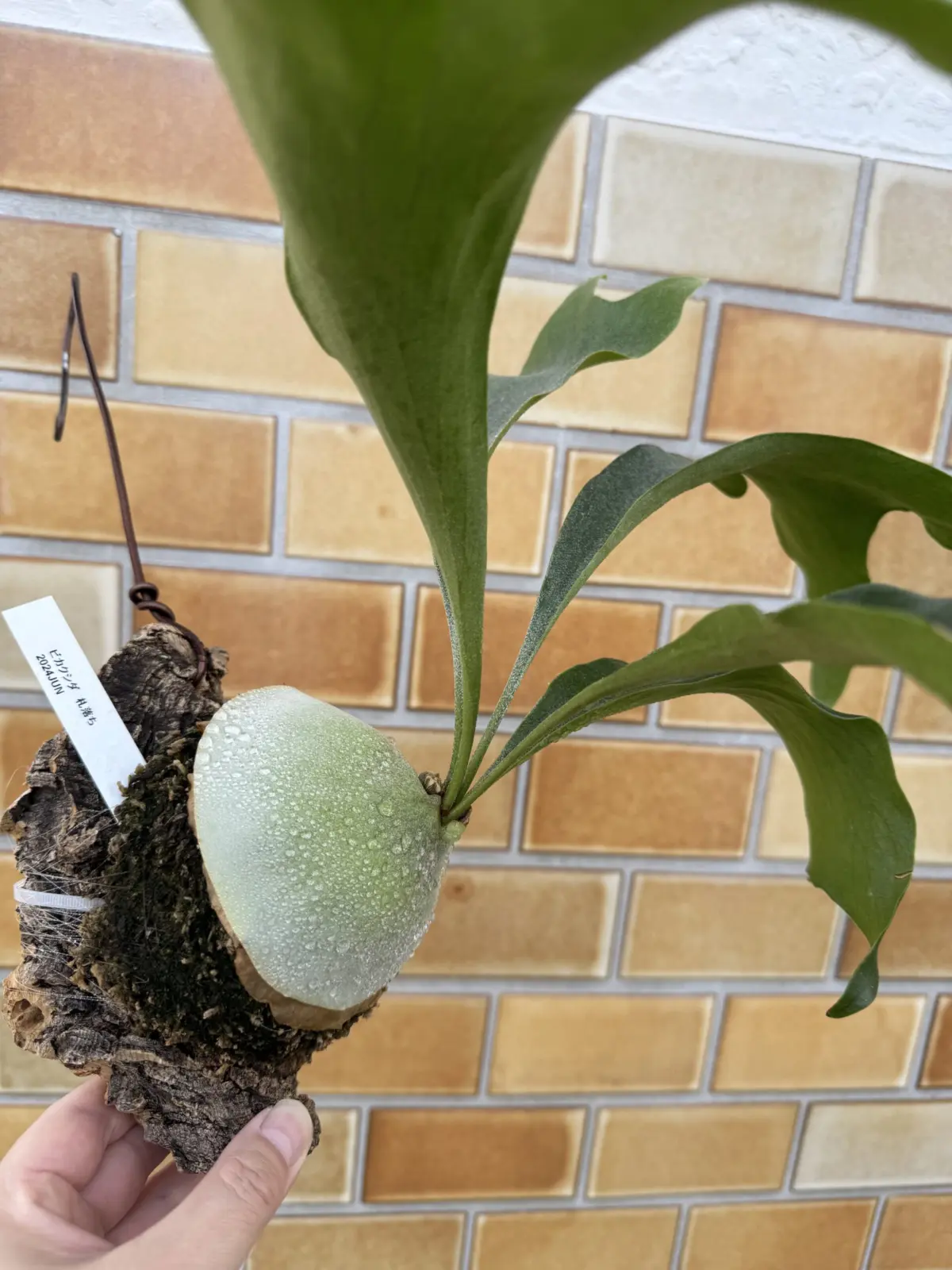 ビカクシダ 札落ち