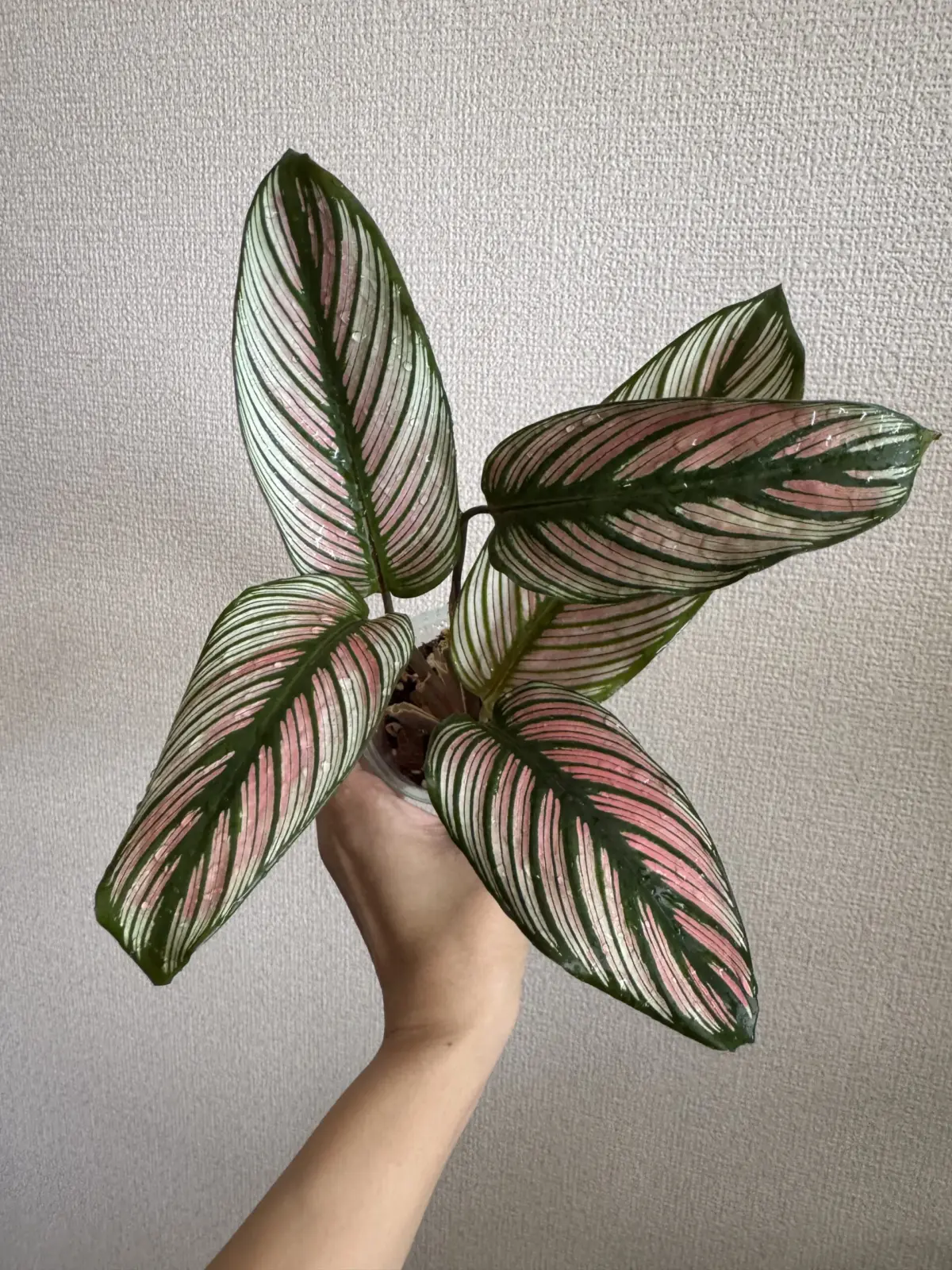 カラテア　ホワイトスター