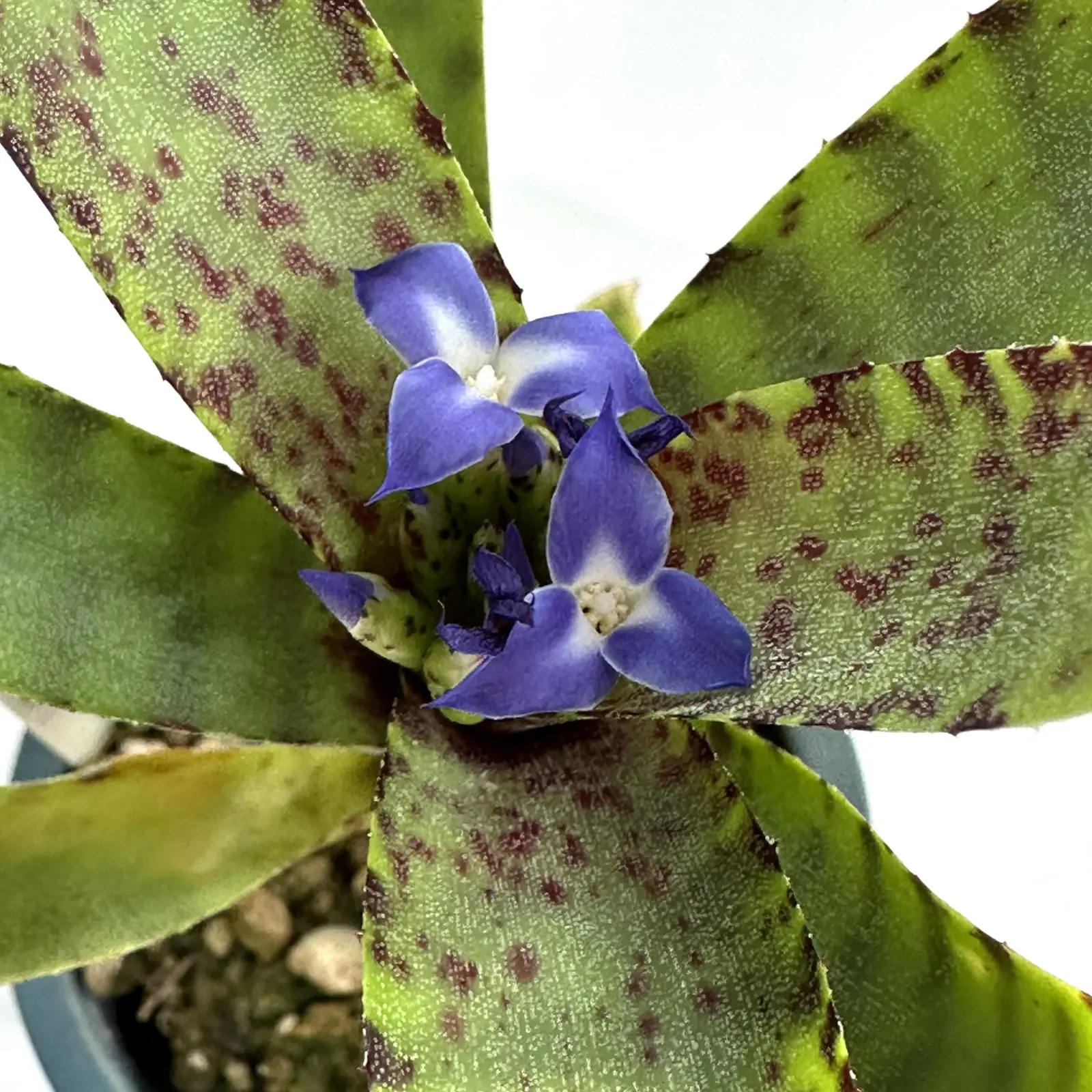 ネオレゲリア　リリプティアナ