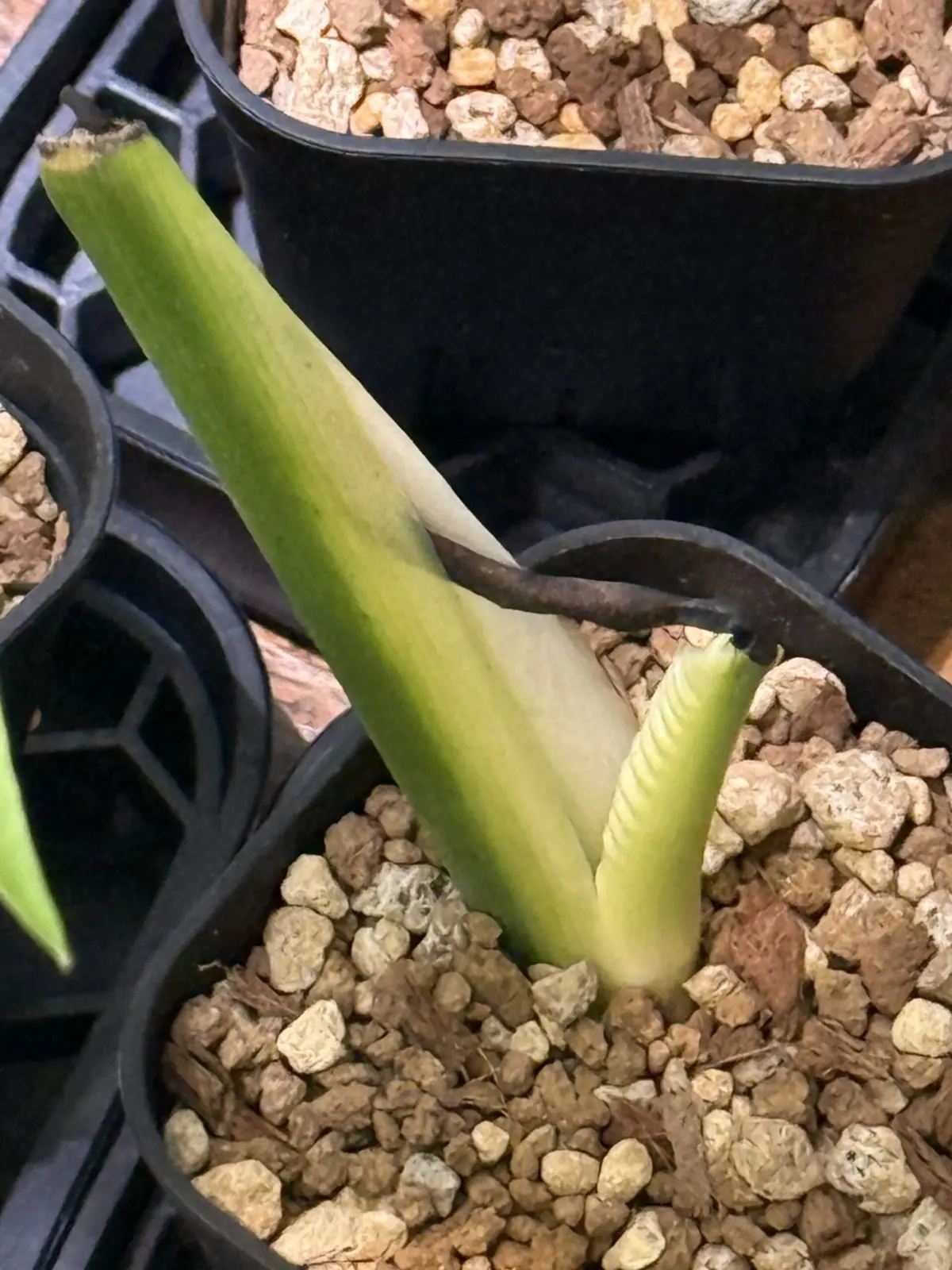 モンステラ　新芽不良