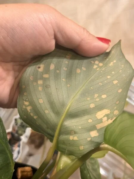 カラテア　オルビフォリア　葉裏