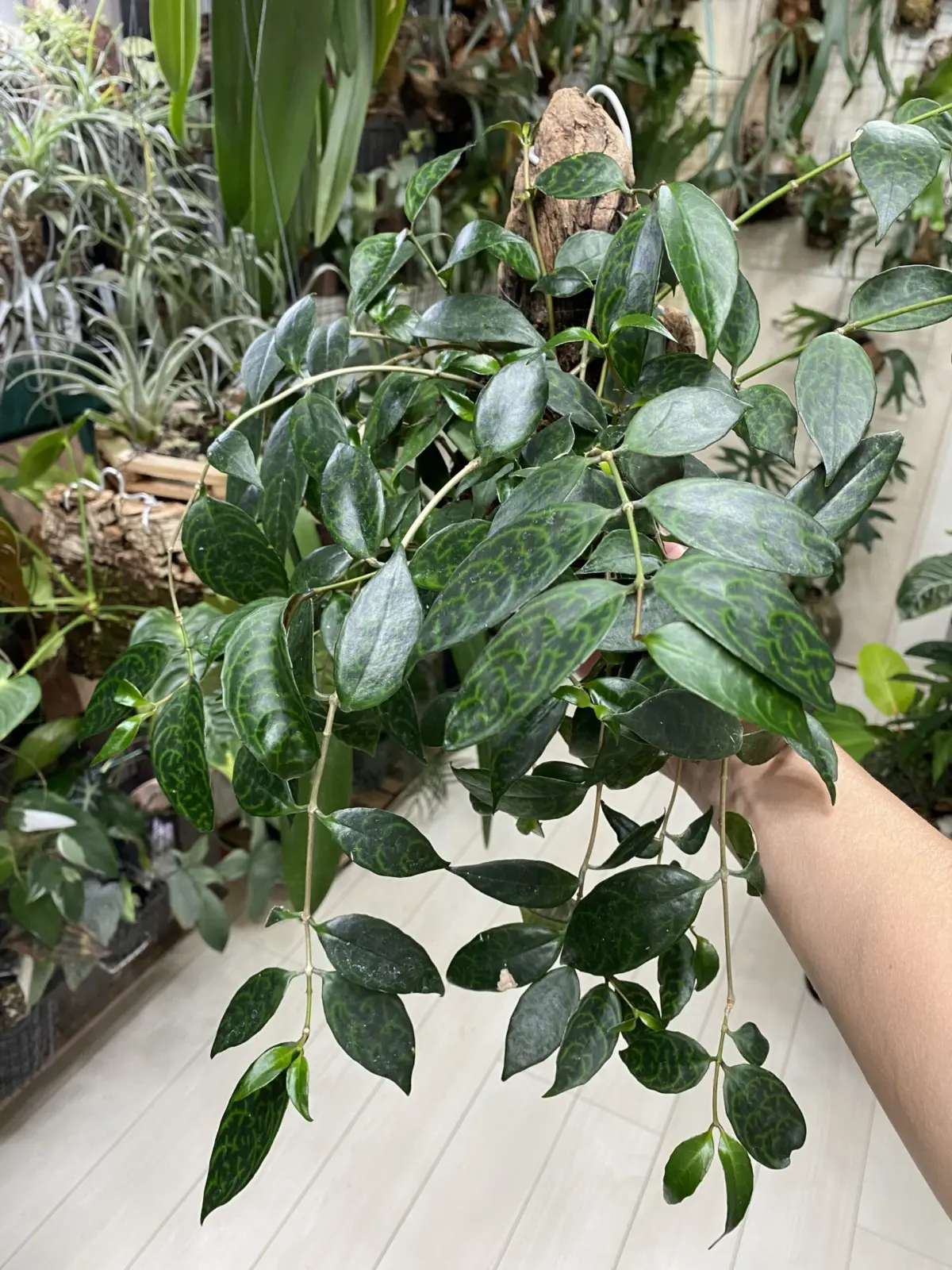 エスキナンサス　マルモラタス