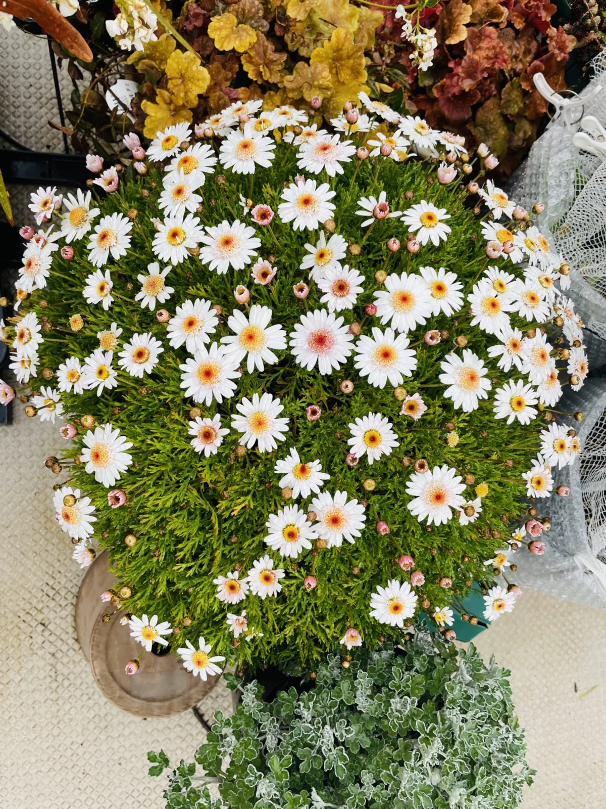 ボンザマーガレット　イチゴショート