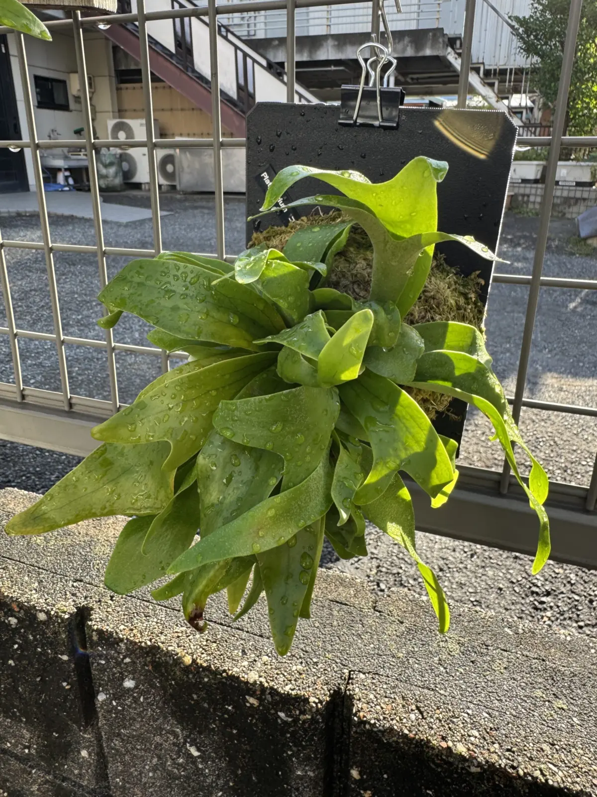 ビカクシダ　コモチ