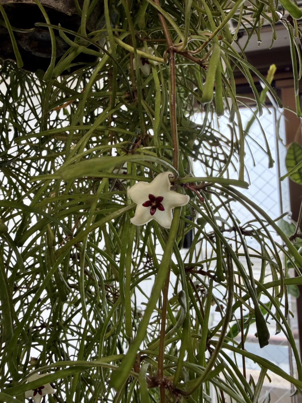 ホヤ　レツーサ