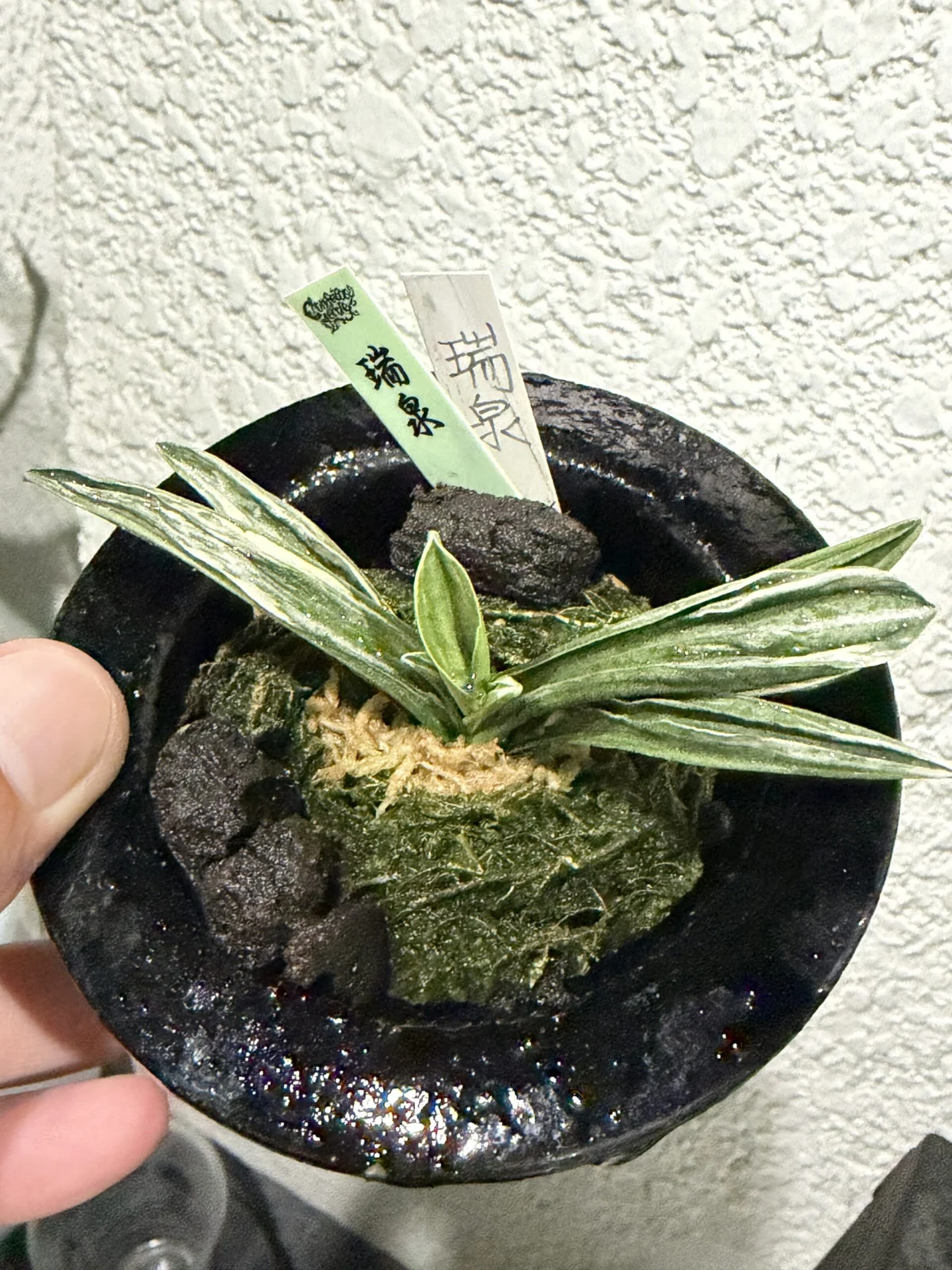 おもと 瑞泉 ずいせん