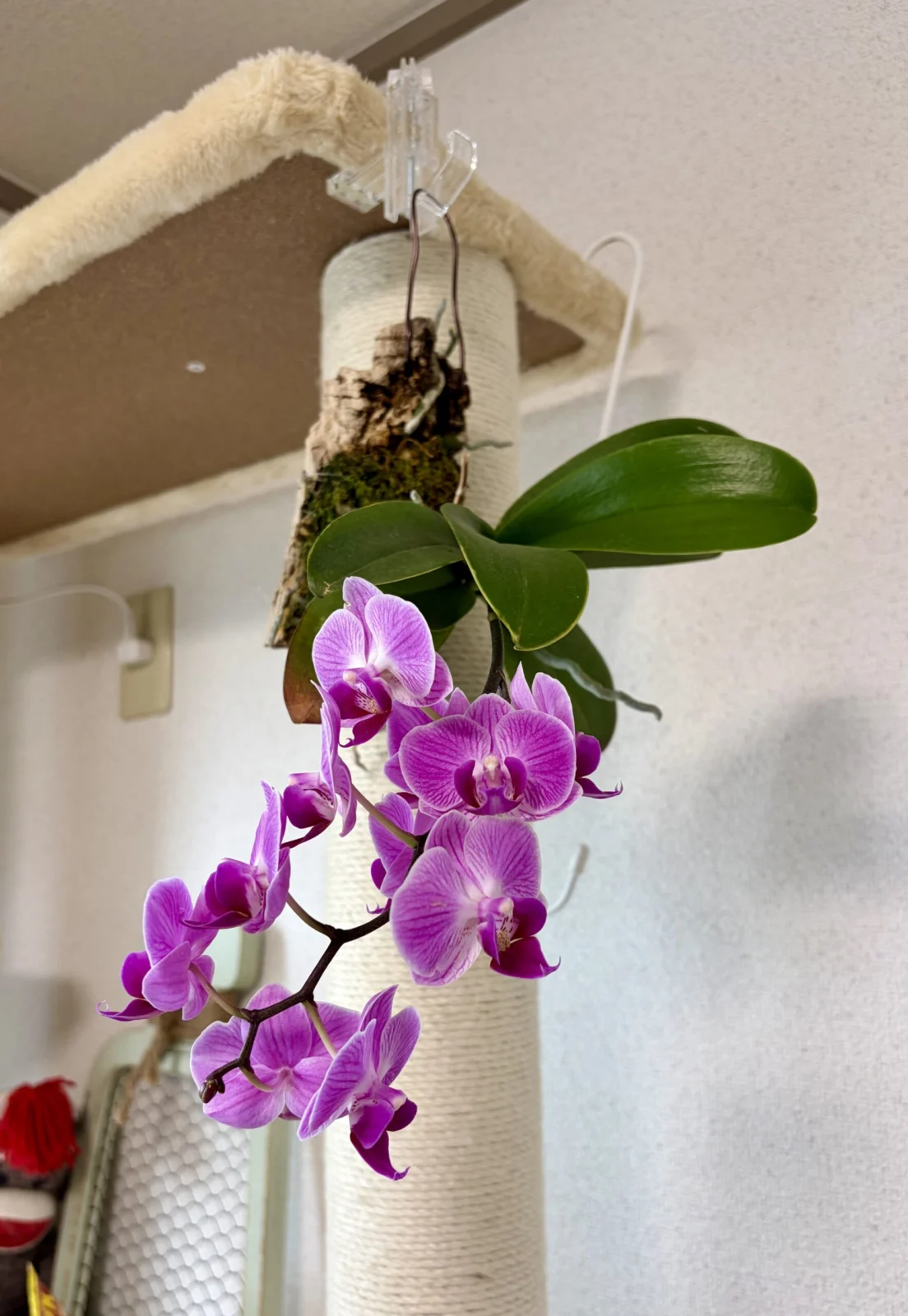 ファレノプシス　胡蝶蘭