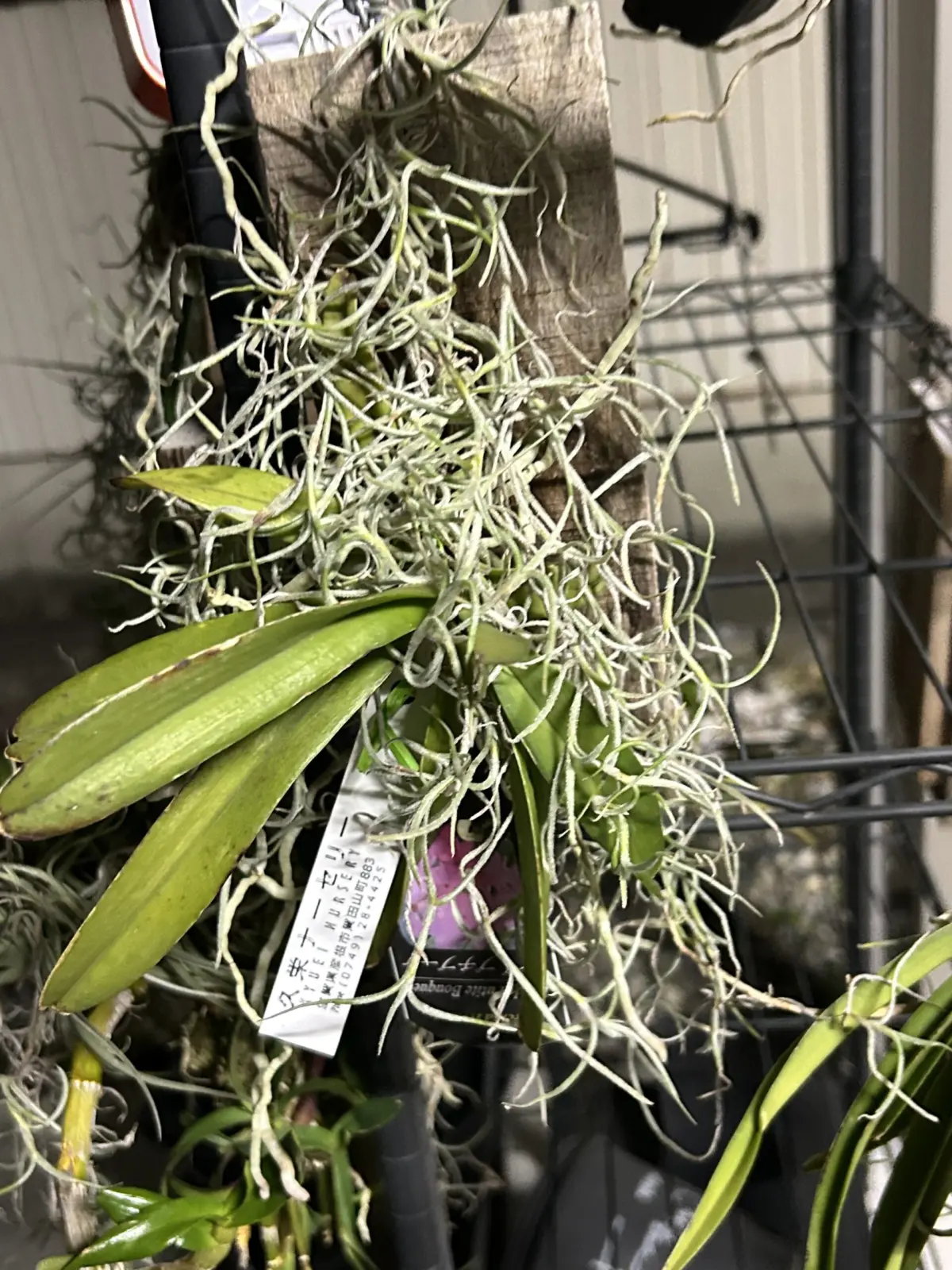 バンダ プチブーケ