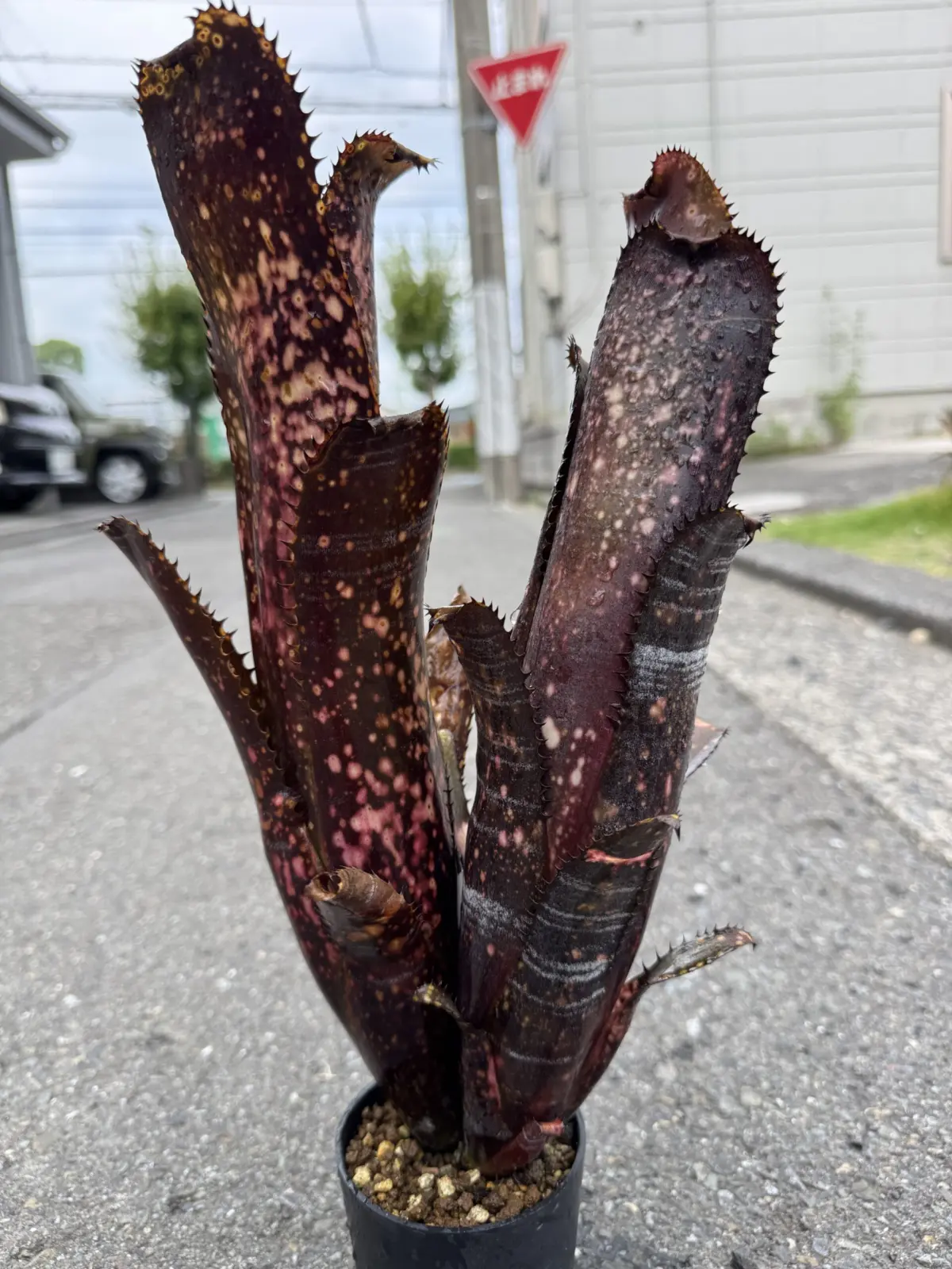 ビルベルギア　オビワン