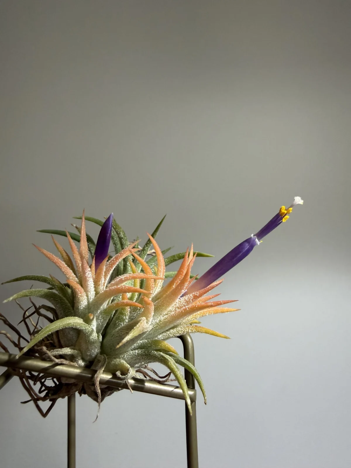 ティランジア　イオナンタ　ピーチ？