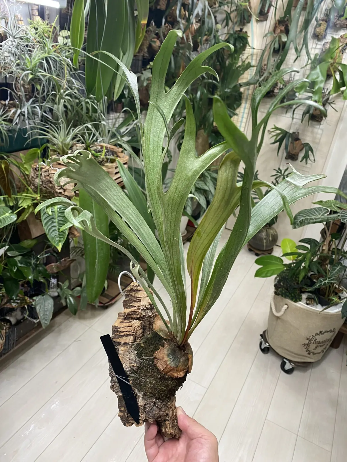 ビカクシダ　キヨマサ