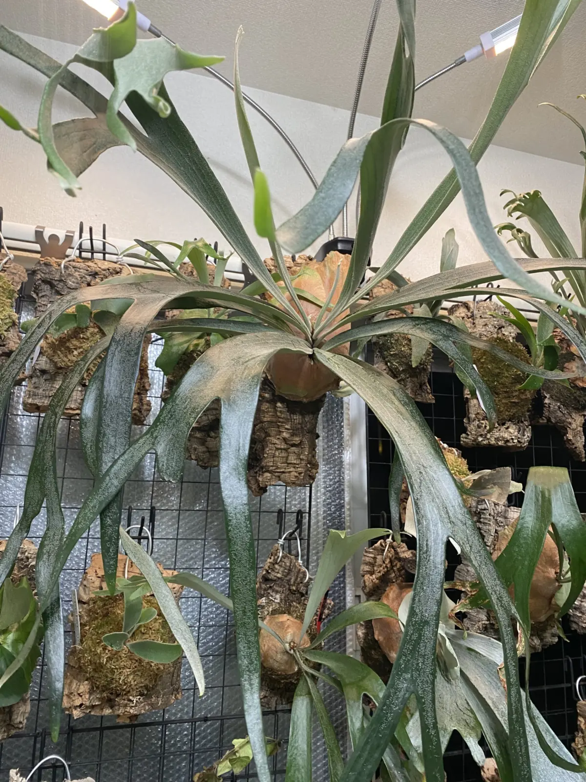 ビカクシダ　ホワイトホーク