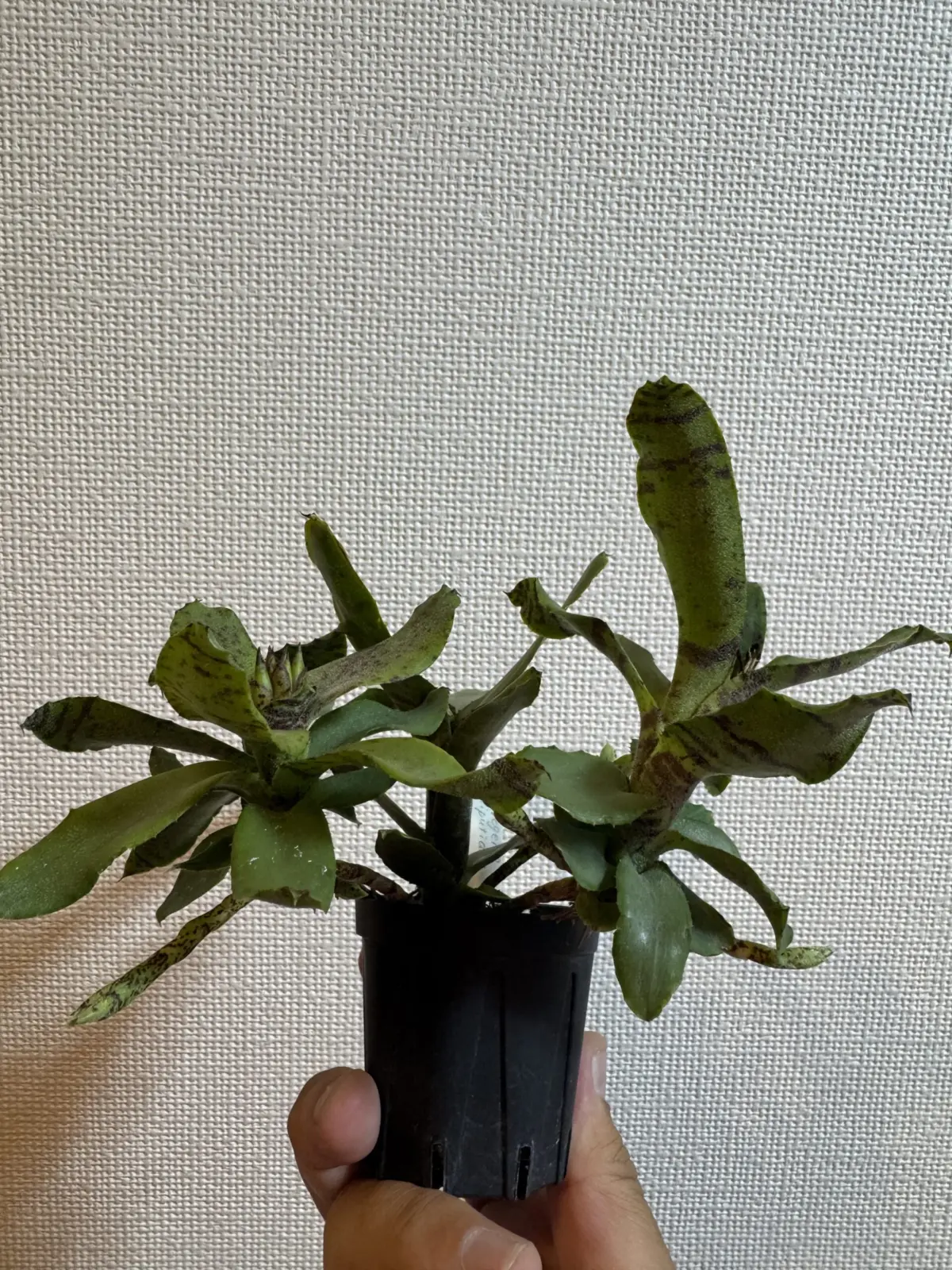 ネオレゲリア　リリプティアナ