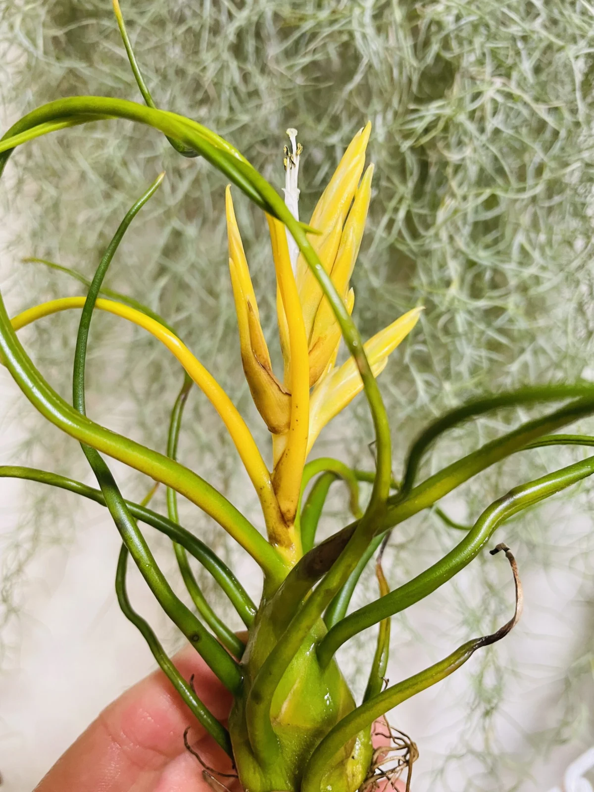 ティランジア　ブルボーサ　アルバ　日焼け