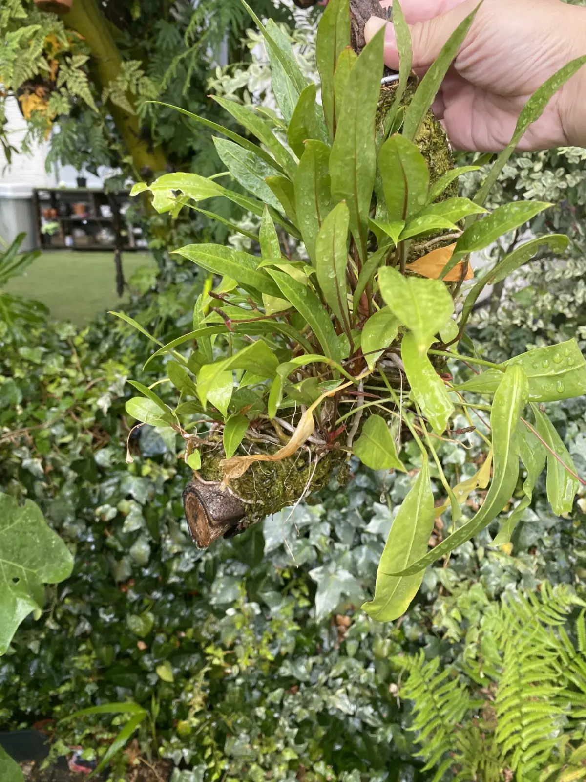 アンスリウム　グラシレ