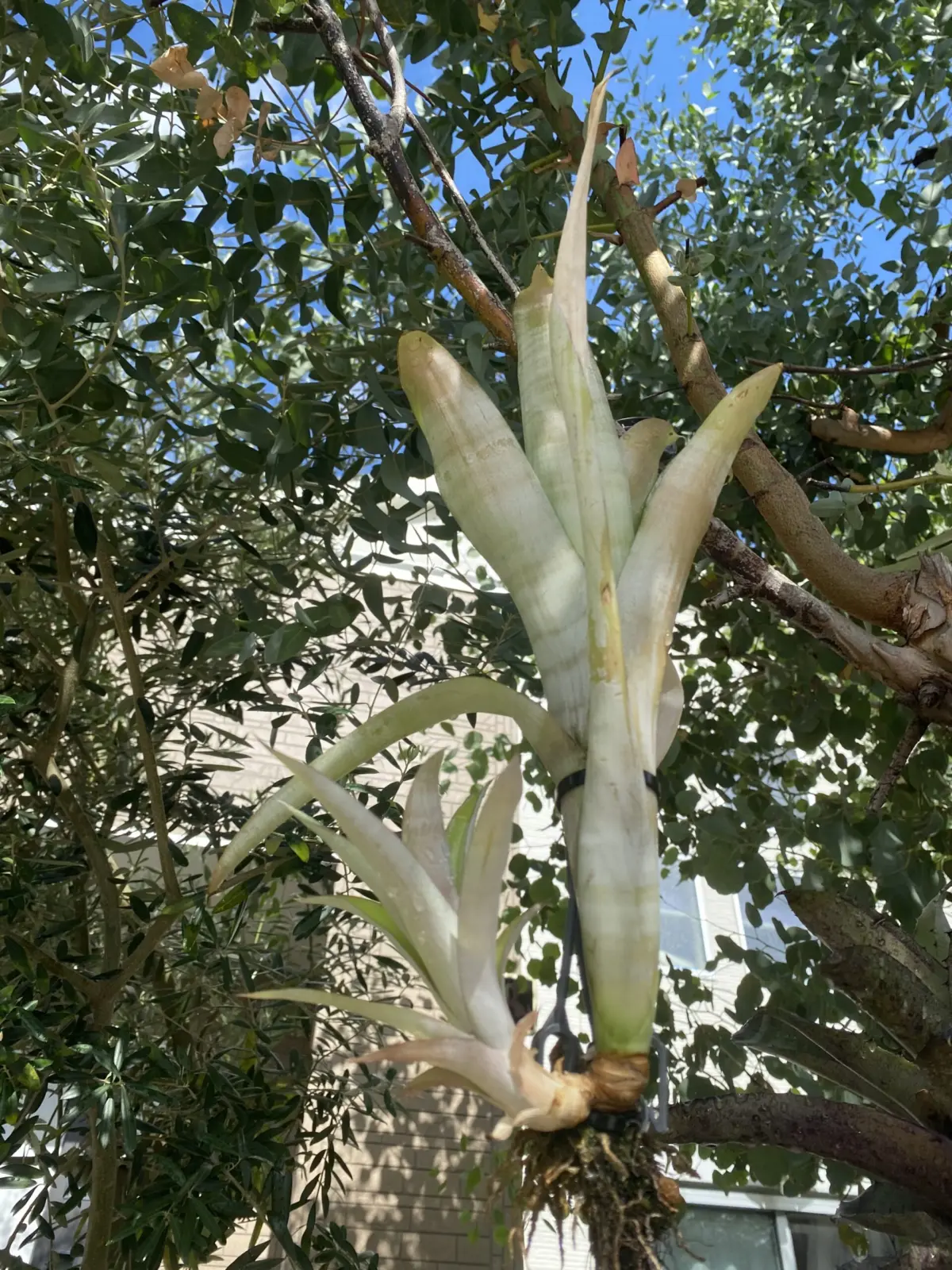 ビルベルギア　不明