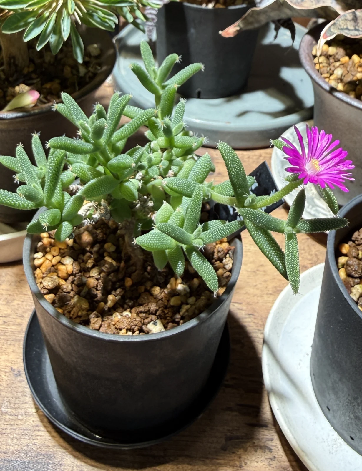 ドロサンテマム　イントンサム　花