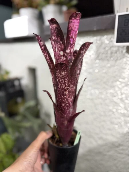 ビルベルギア ハレルヤ