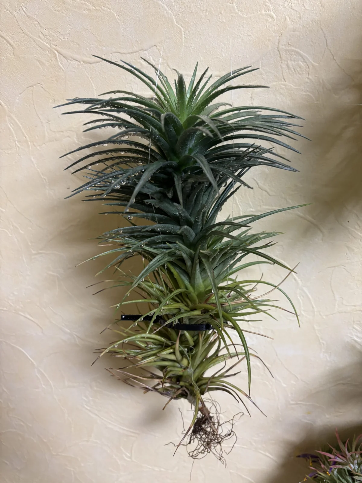 ティランジア ストリクタ ピンクコーン