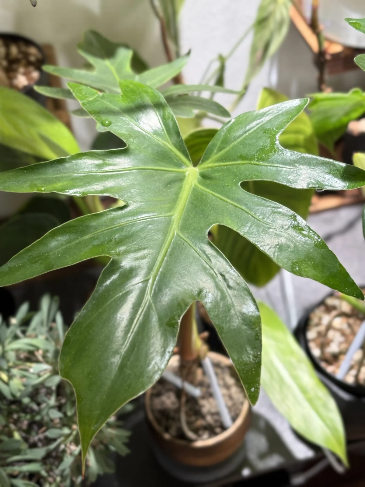 フィロデンドロン　sp　affポドフィラム