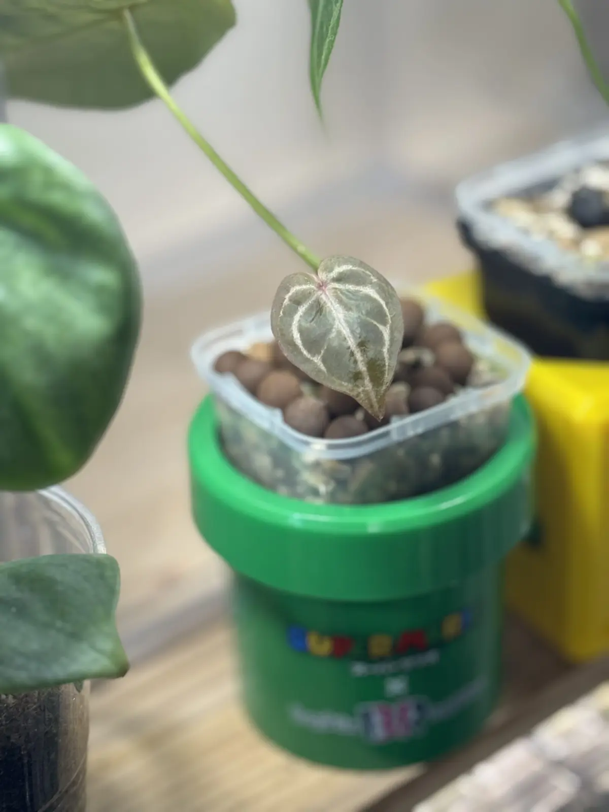 アンスリウム　レッドタイガー