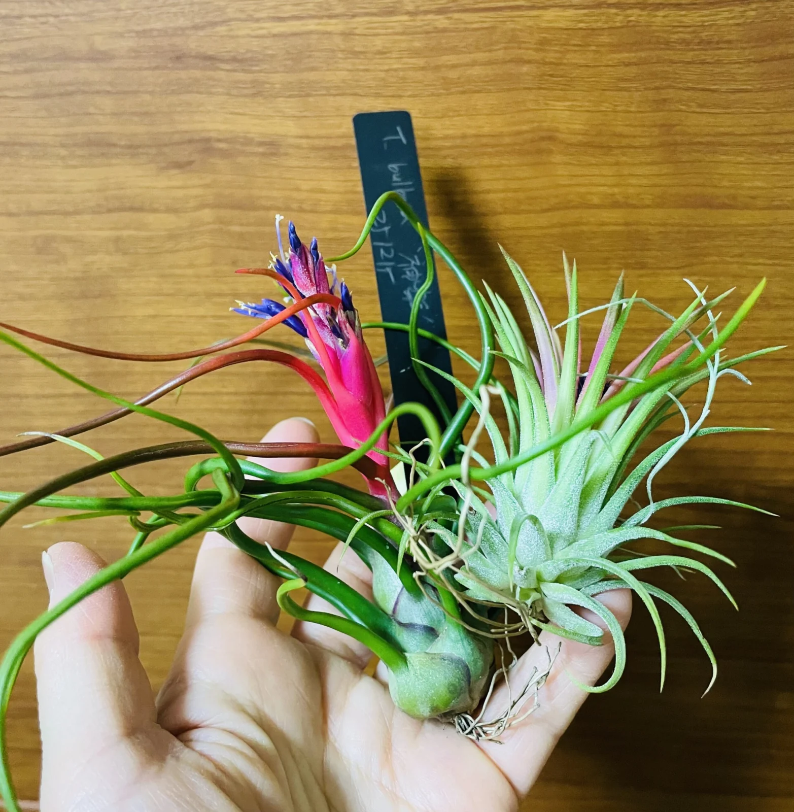 ティランジア　イオナンタ　バリエガータ　ブルボーサ　神楽　人工受粉