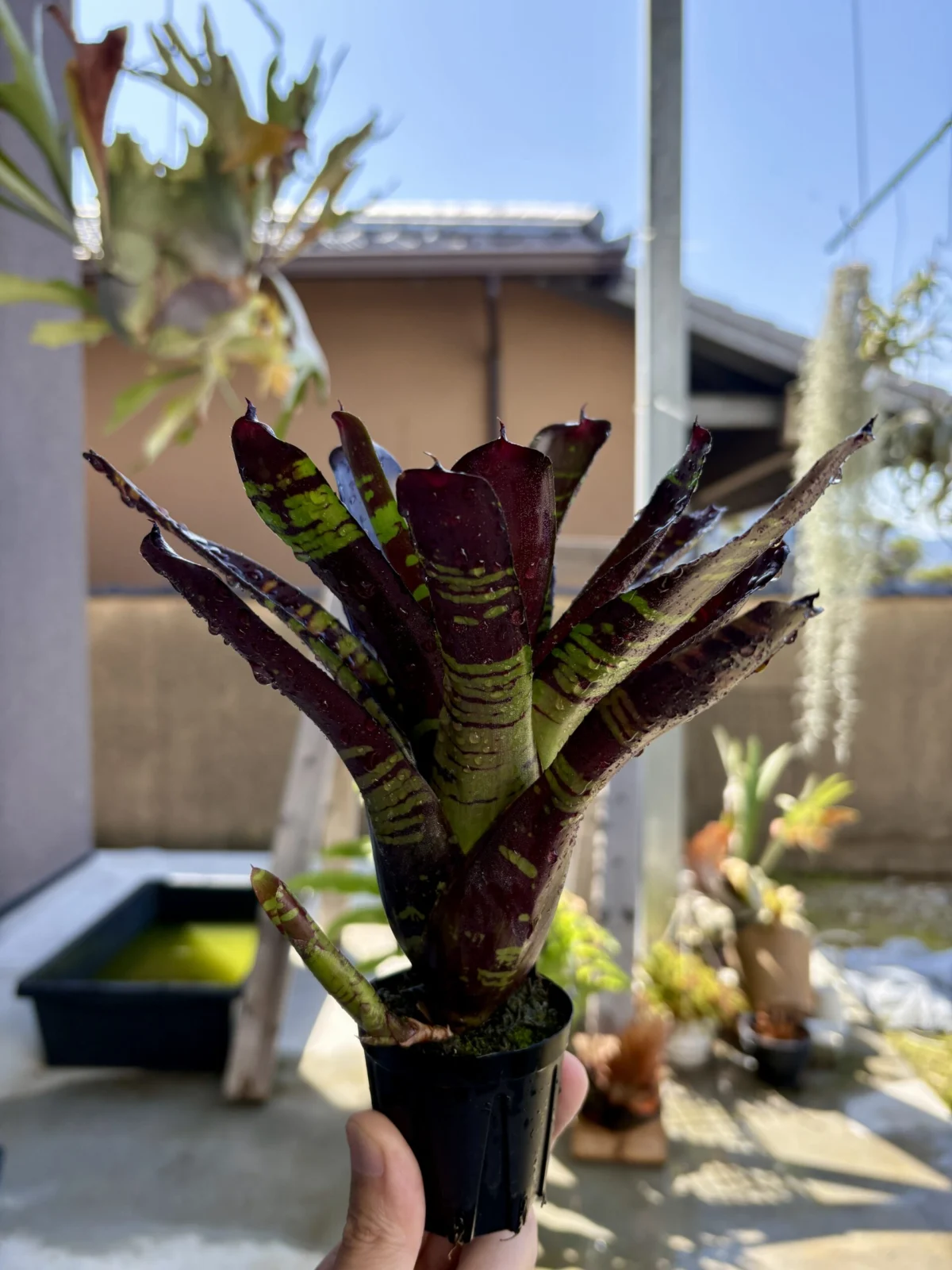 ネオレゲリア　フラッシュポイント