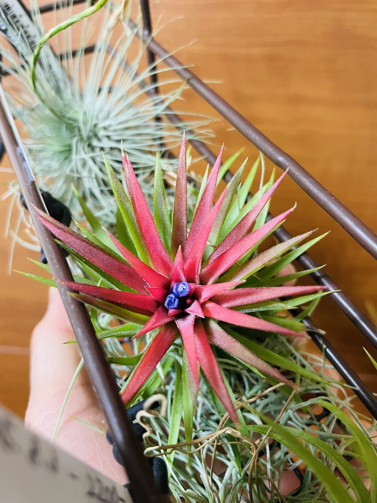 ティランジア　イオナンタ　ファウンテン　花