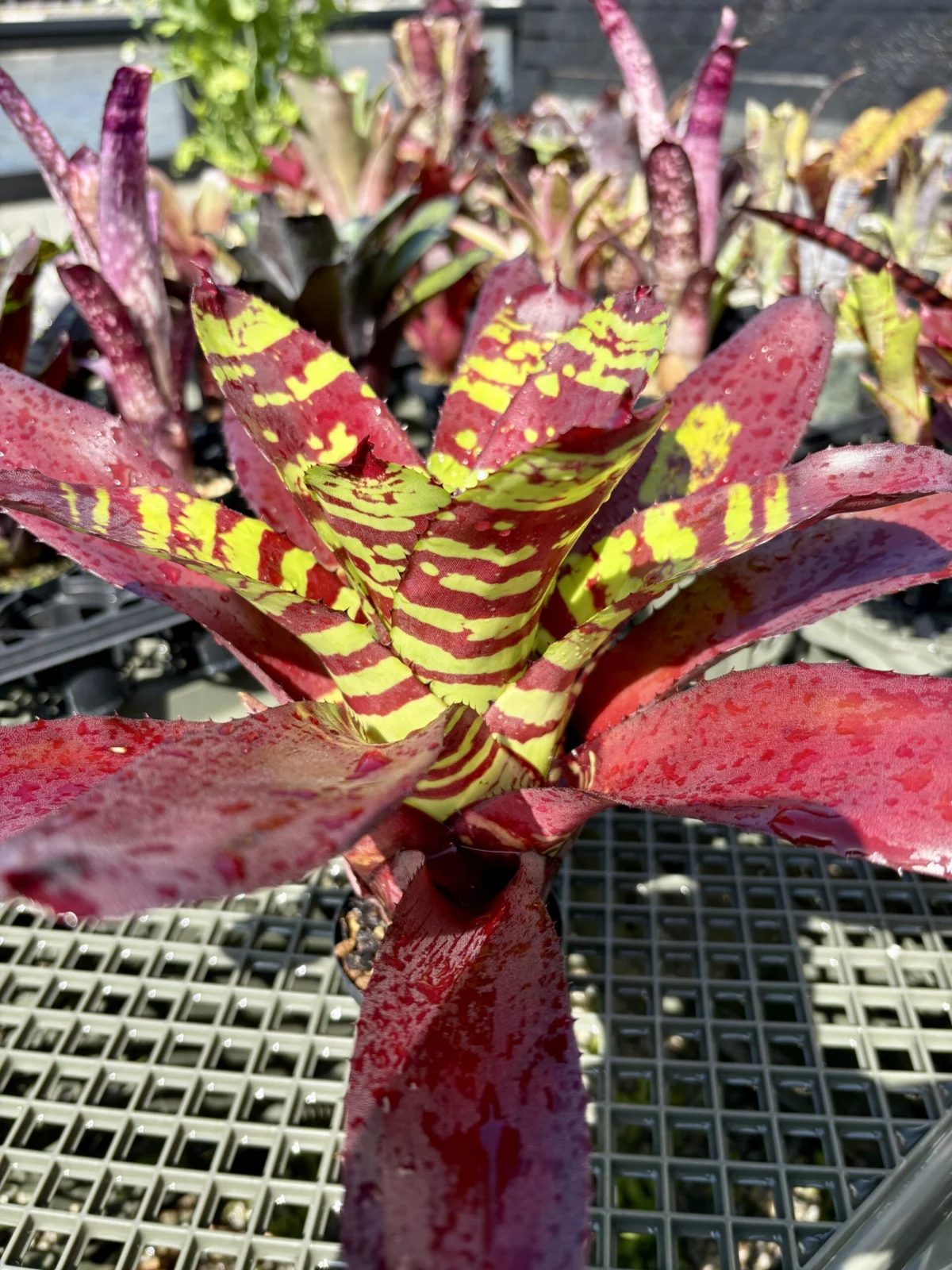 ネオレゲリア　クリムゾンタイド