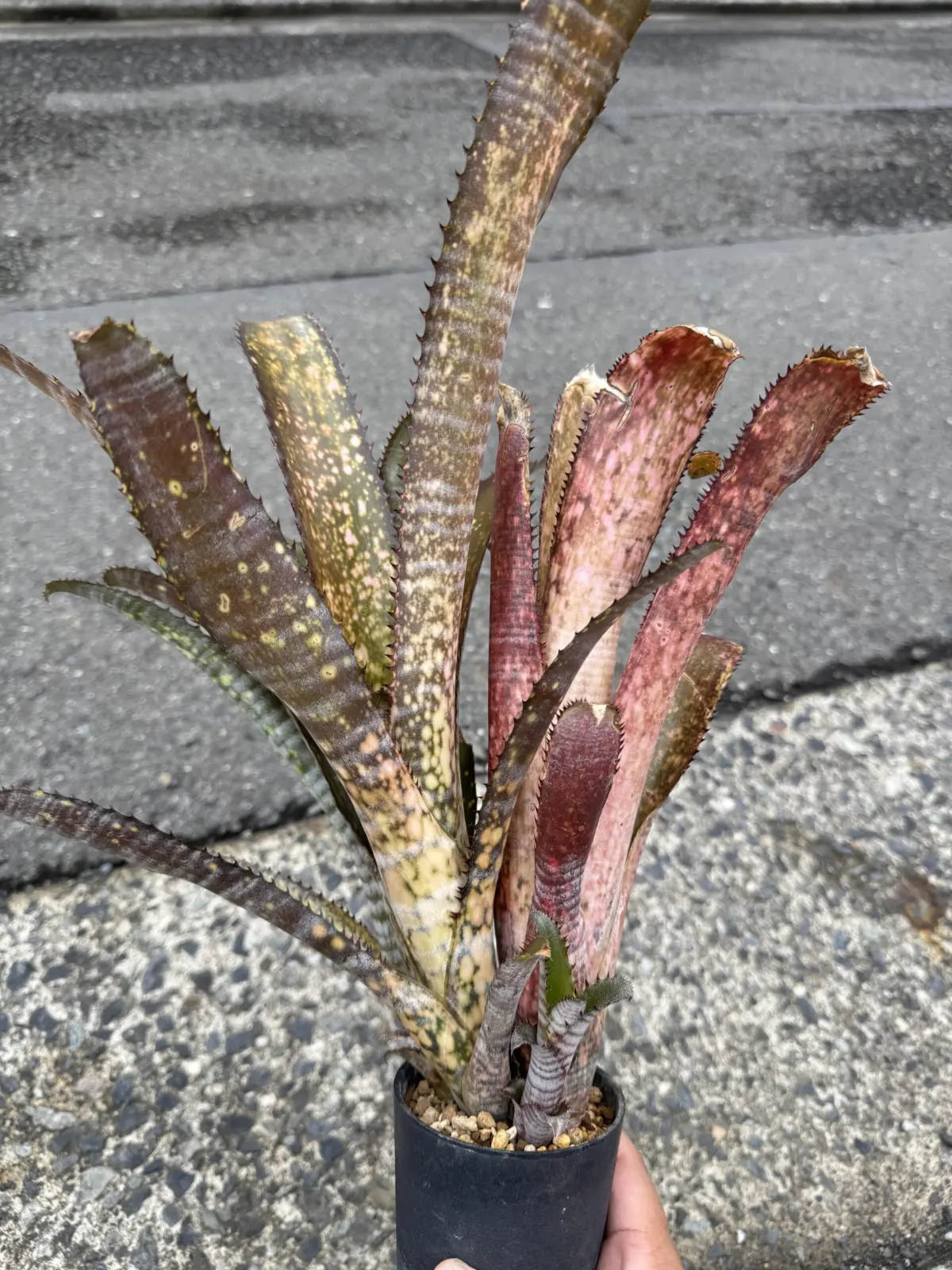 ビルベルギア　コーラン　オフスプリング