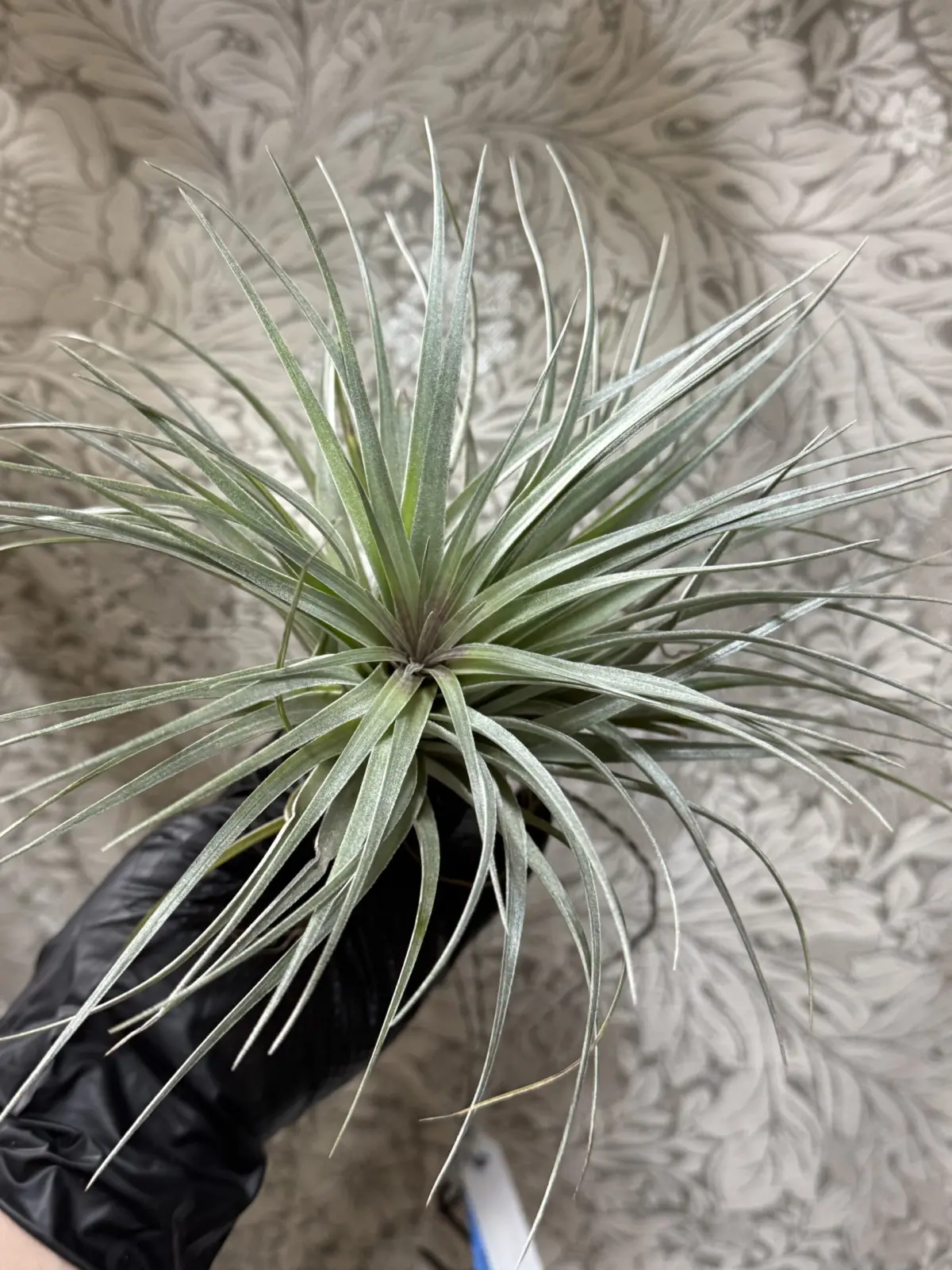 ティランジア　コットンキャンディ　天面