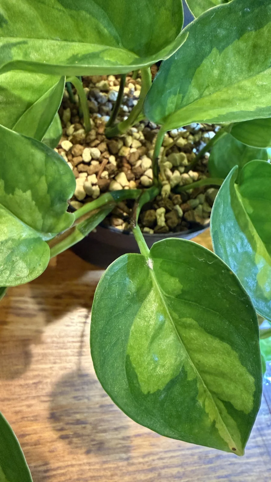 ポトス　グローバルグリーン　害虫　カイガラムシ