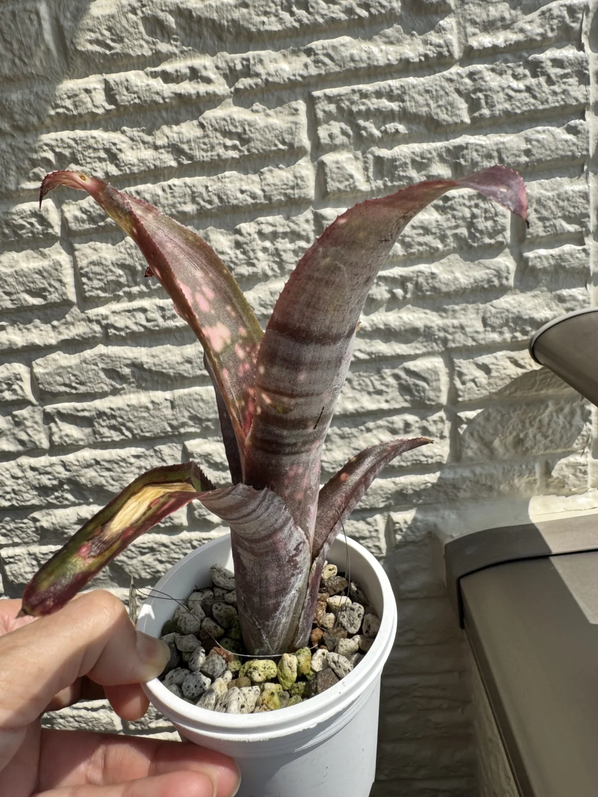 ビルベルギア　ストロベリー　葉焼け