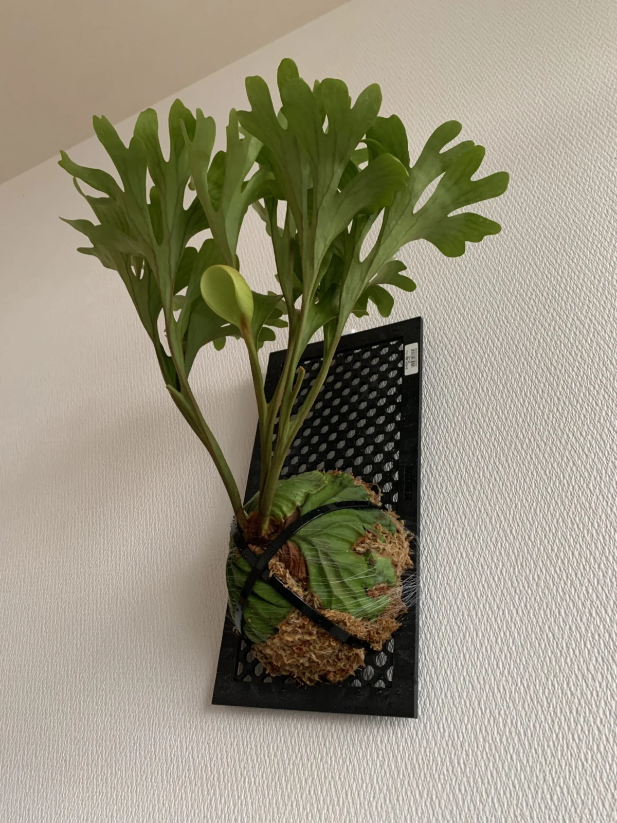 ビカクシダ リドレイ