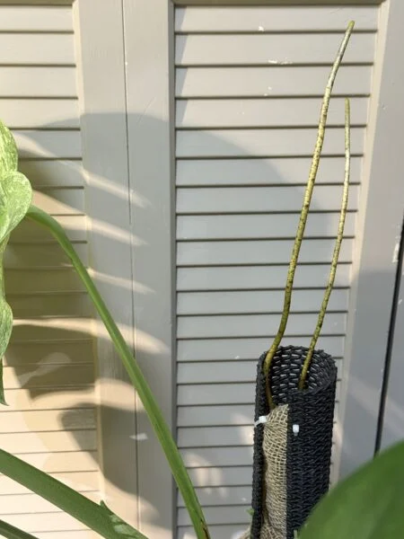 モンステラ 気根