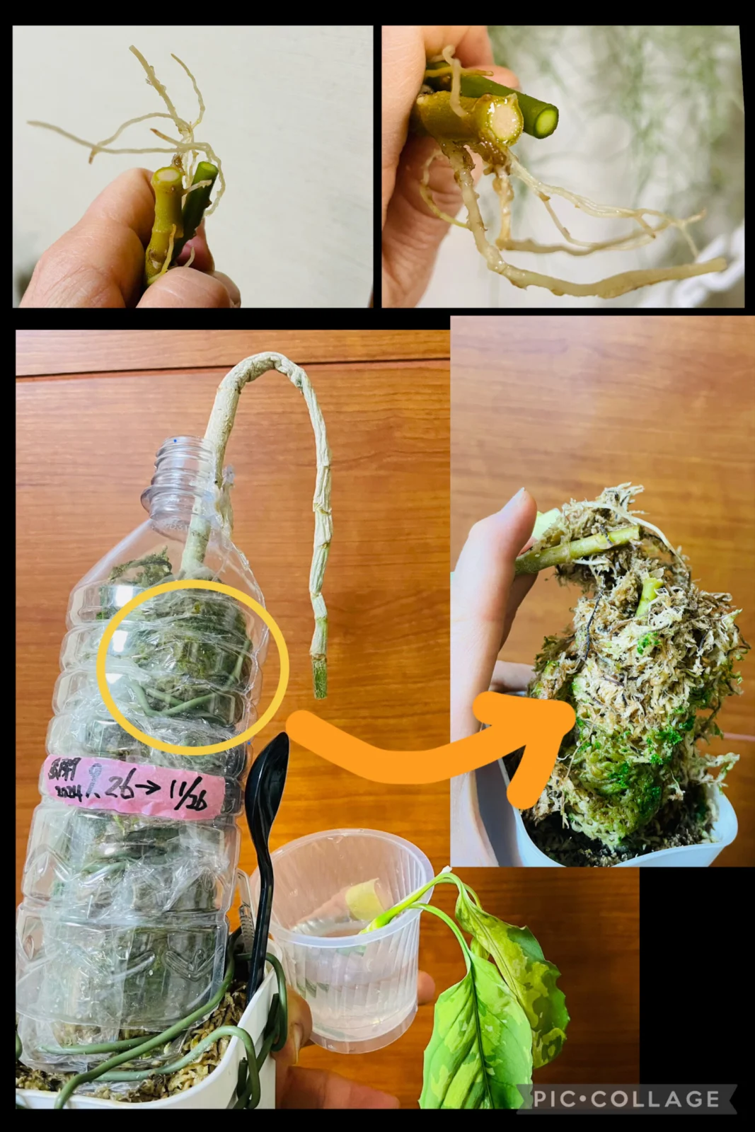 アグラオネマ　ピクタム　トリカラー　腐った茎カット