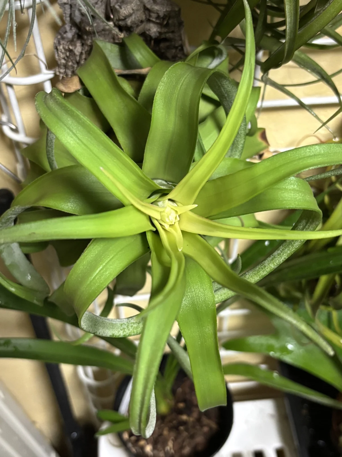 ティランジア ストレプトフィラ 花芽