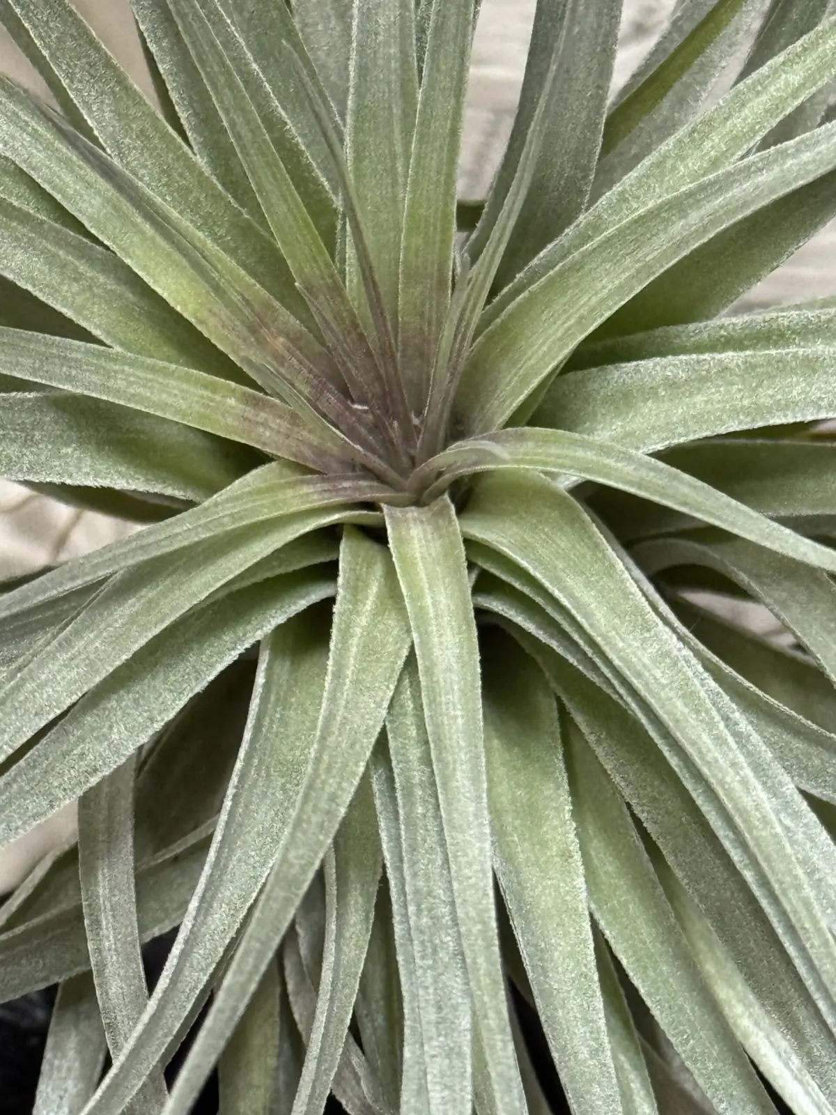 ティランジア　コットンキャンディ　株中央近接