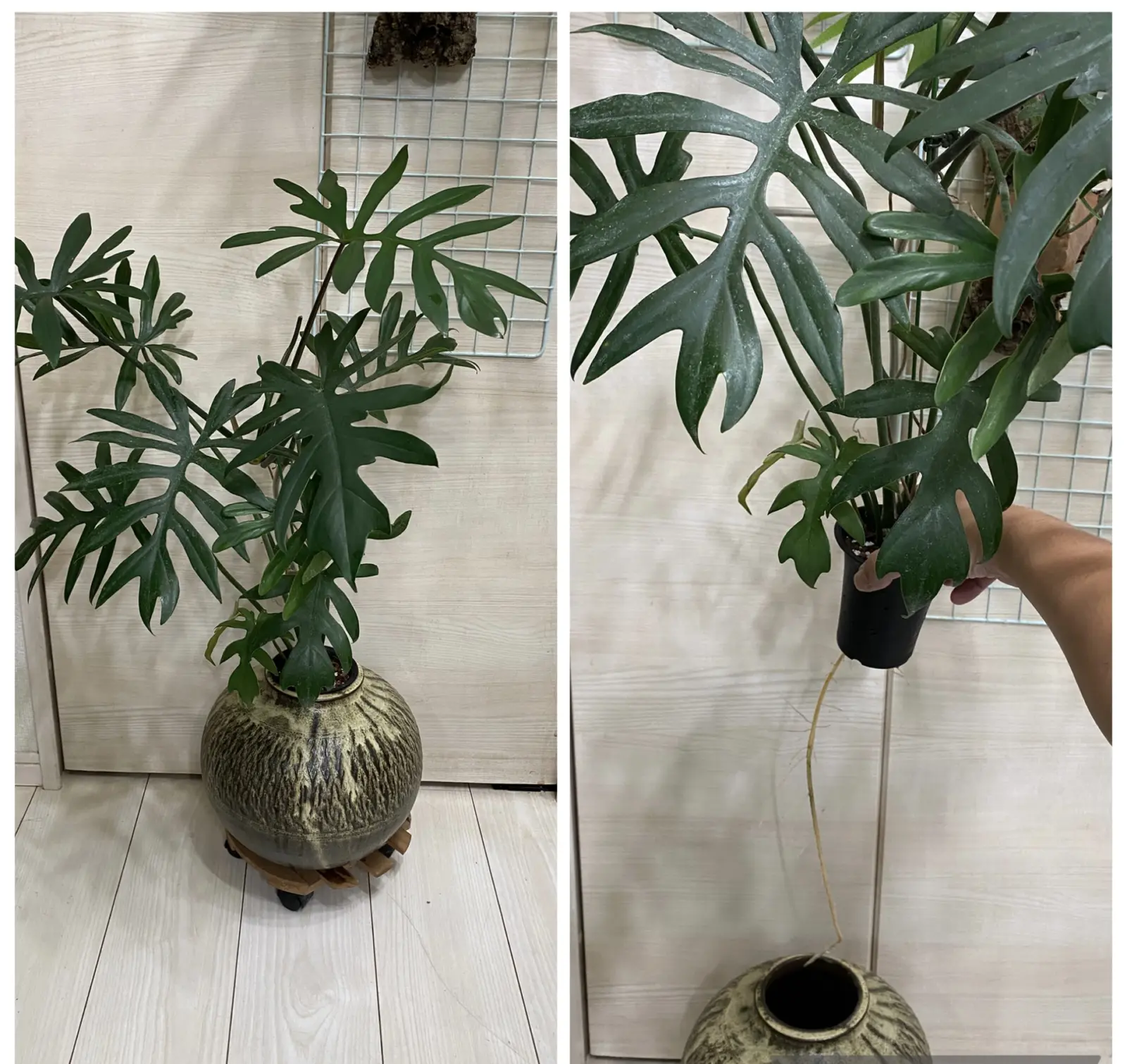 フィロデンドロン　マヨイ