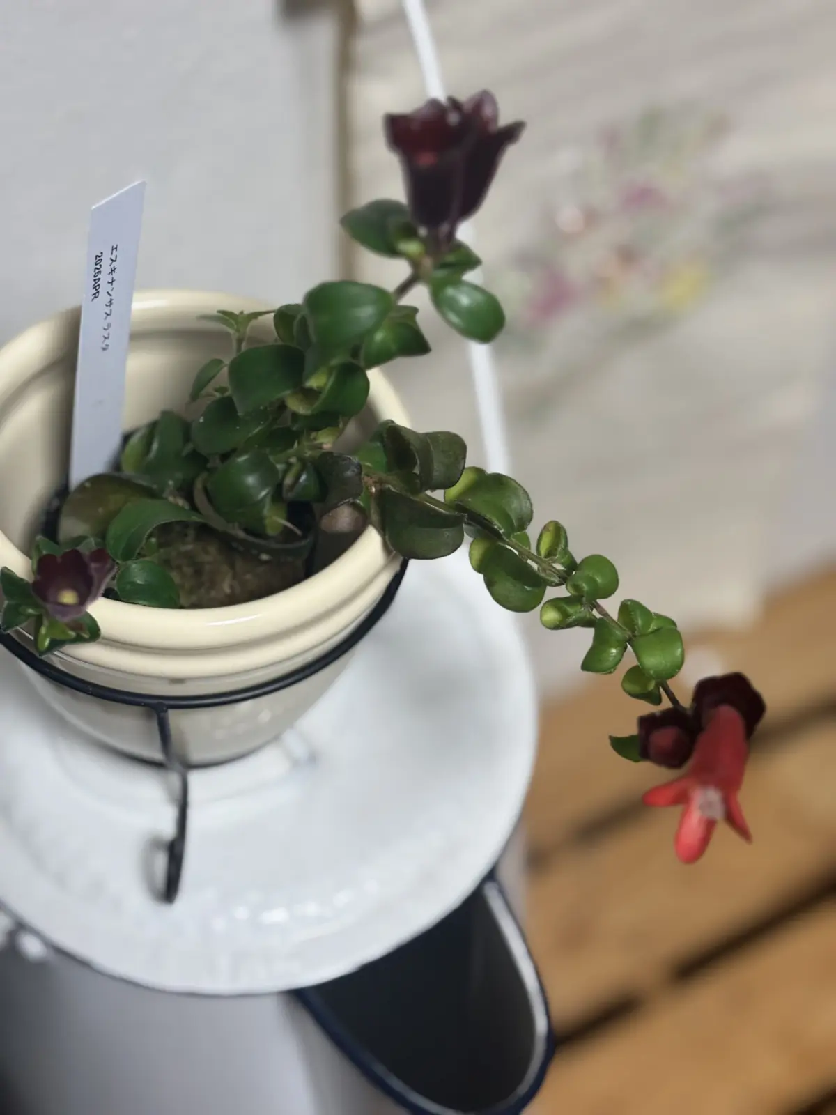 エスキナサンス　ラスタ　花