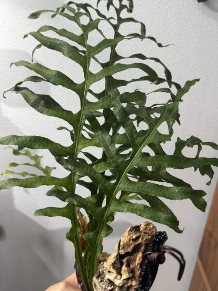 ドリナリア デスケンサ