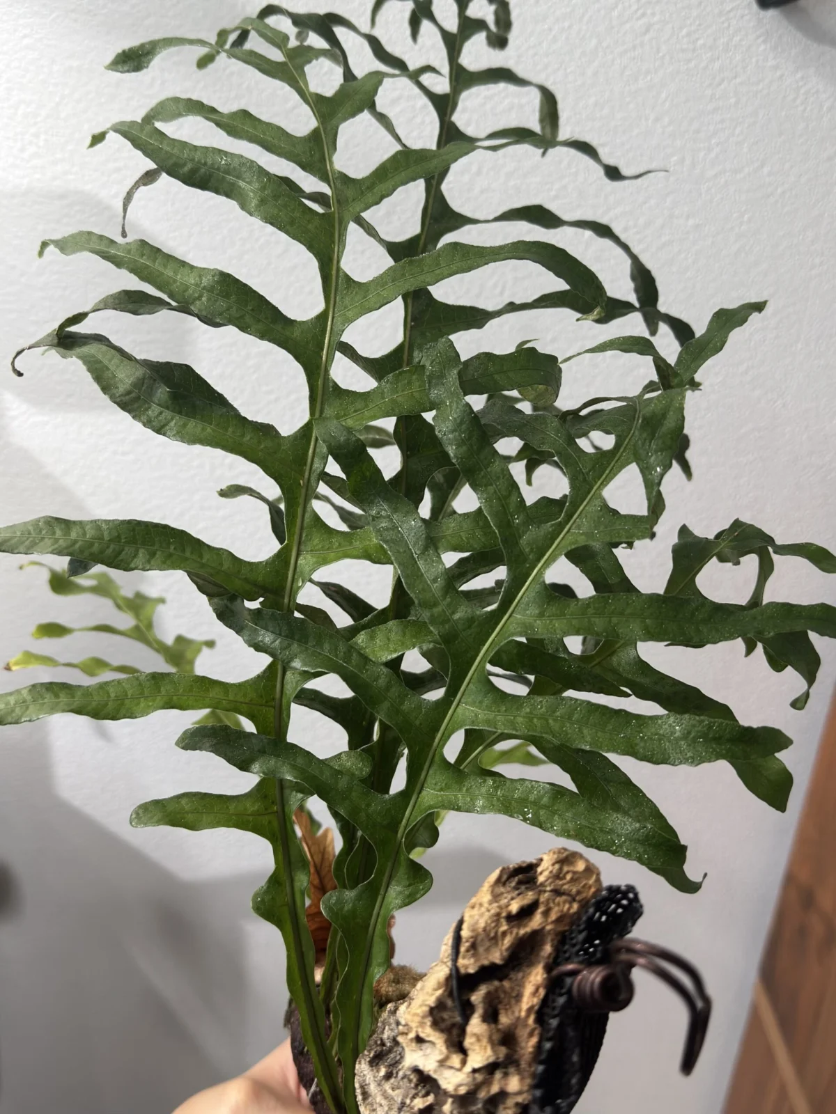 ドリナリア デスケンサ