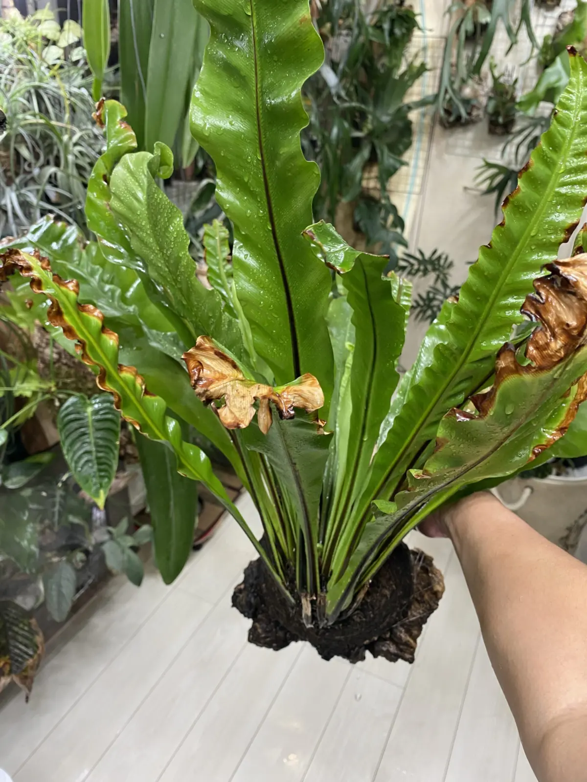 アスプレニウム　アビス