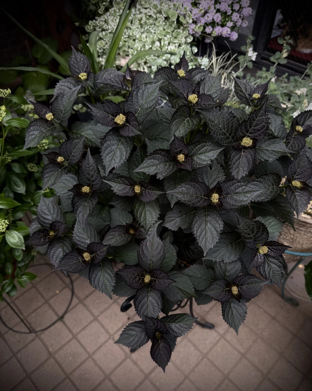 アジサイ　ライトマイファイヤー