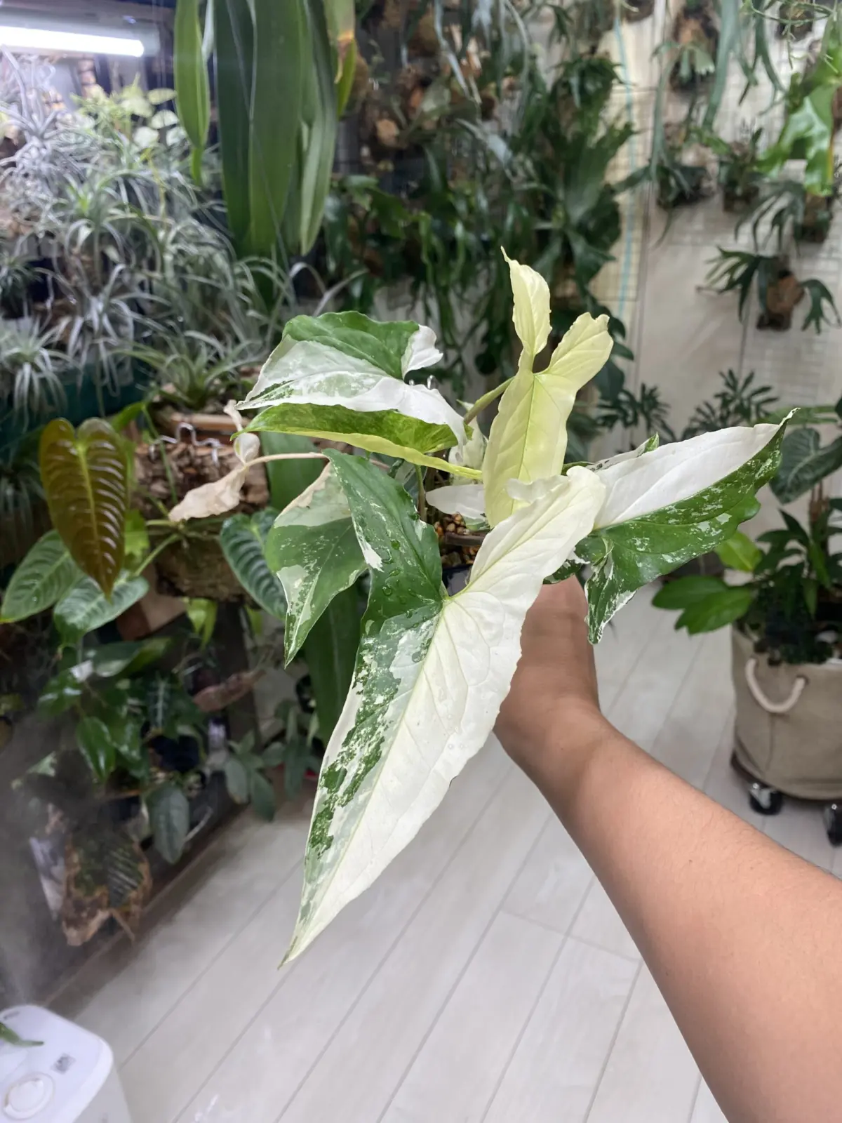 シンゴニウム　フレンチマーブル